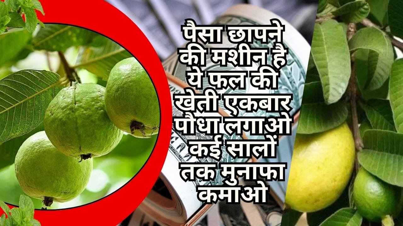 पैसा छापने की मशीन है ये फल की खेती, एकबार पौधा लगाओ कई सालों तक मुनाफा कमाओ मार्केट है खूब डिमांड, जाने नाम