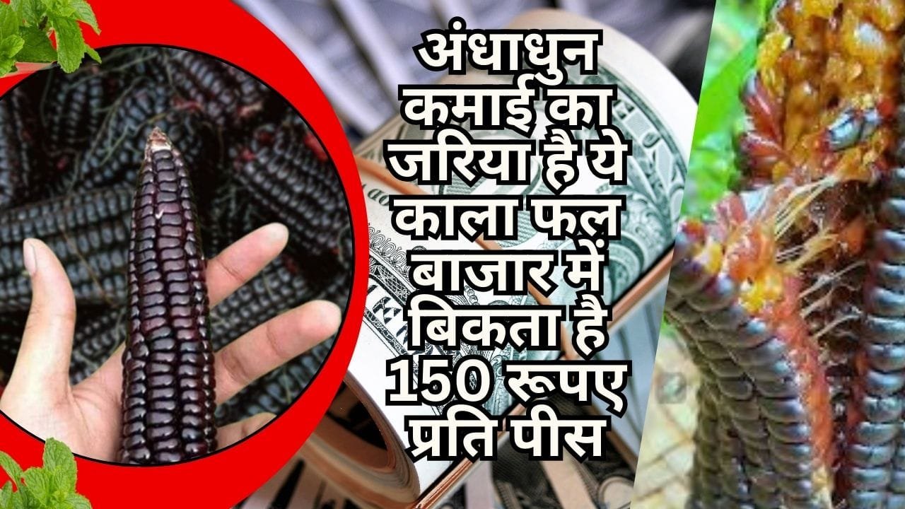 अंधाधुन कमाई का जरिया है ये काला फल, बाजार में बिकता है 150 रूपए प्रति पीस खेती से बन जायेंगे धन्ना सेठ, जाने नाम