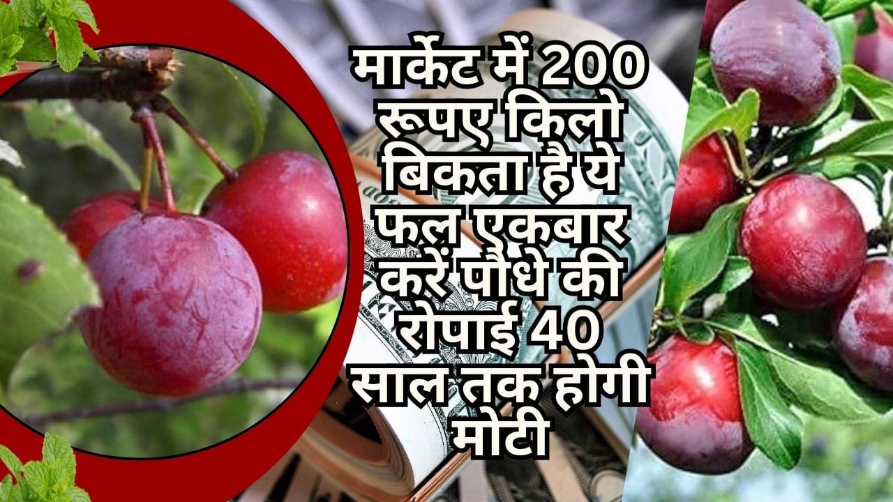मार्केट में 200 रूपए किलो बिकता है ये फल, एकबार करें पौधे की रोपाई 40 साल तक होगी मोटी कमाई, जाने नाम
