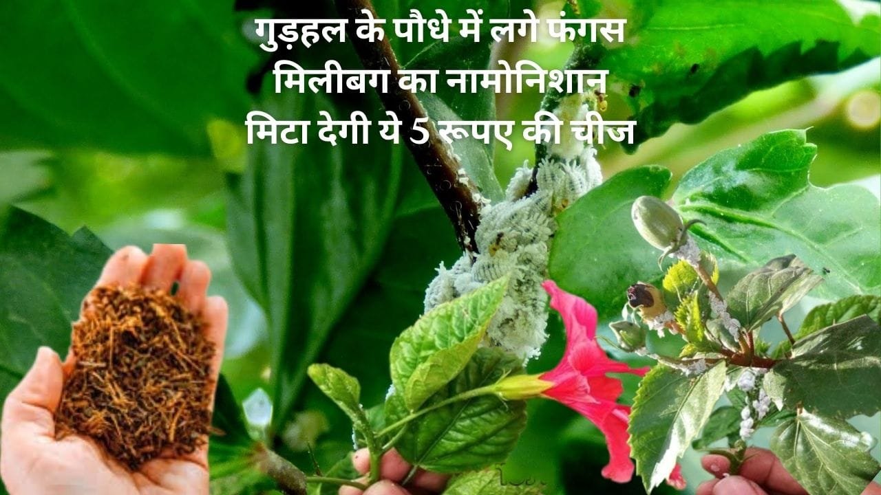 Gardening tips: गुड़हल के पौधे में लगे फंगस मिलीबग का नामोनिशान मिटा देगी ये 5 रूपए की चीज पौधे की हर डाल फूलों से लद जाएगी