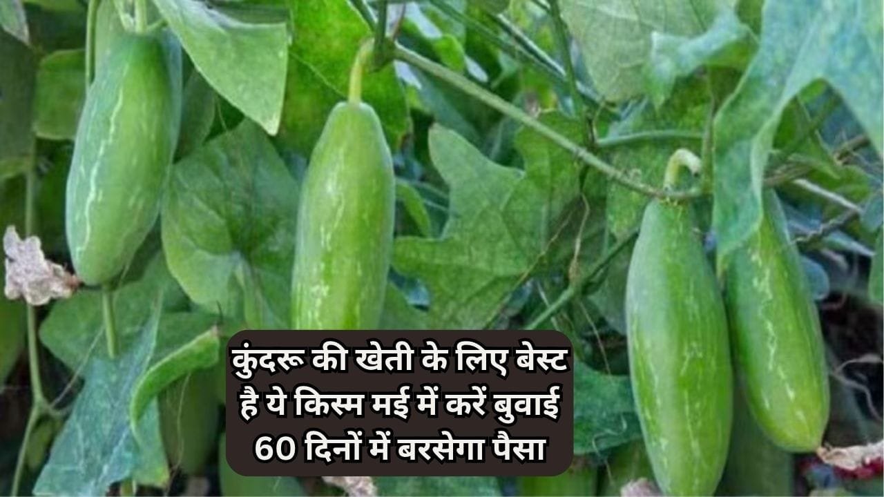 कुंदरू की खेती के लिए बेस्ट है ये किस्म, मई में करें बुवाई 60 दिनों में बरसेगा पानी की तरह पैसा, जाने नाम