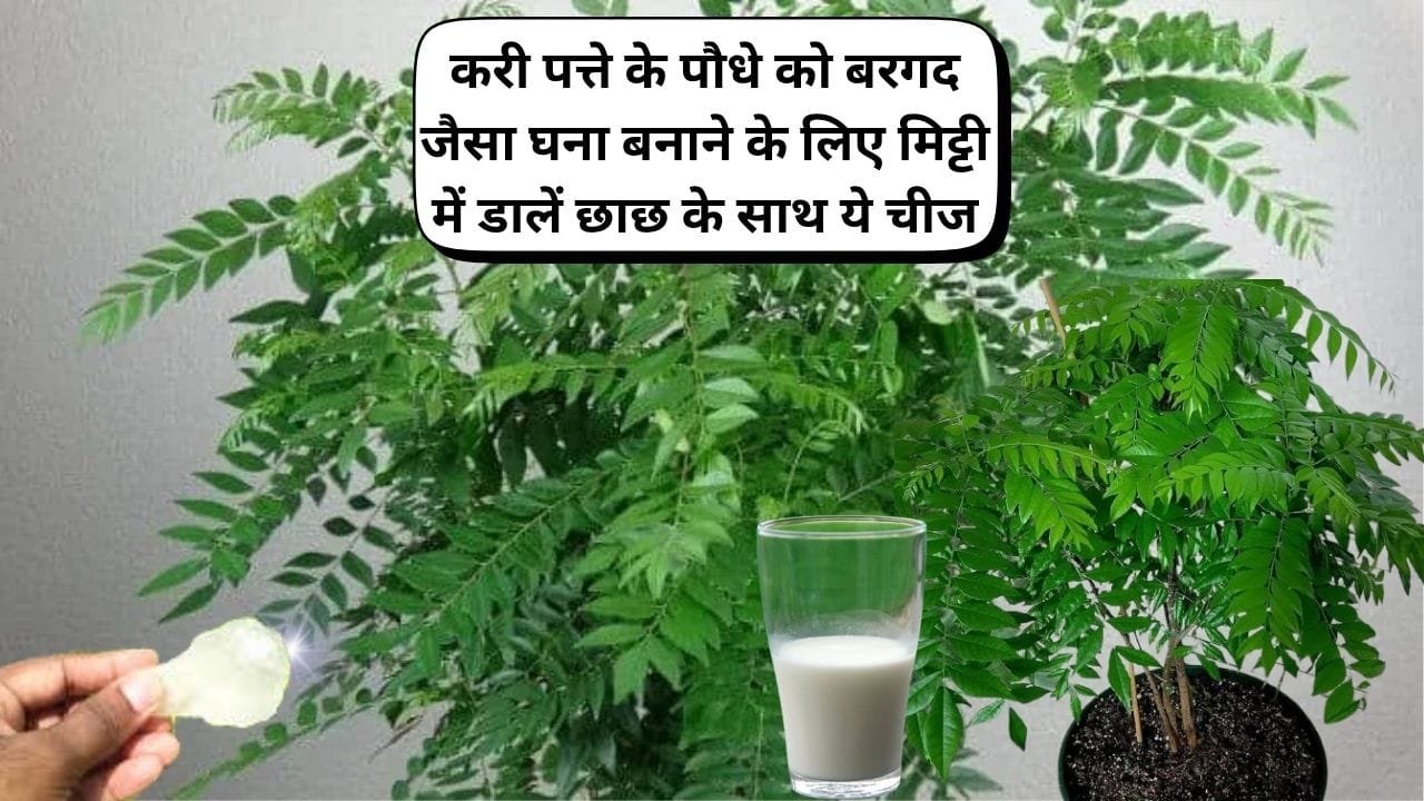 Gardening Tips: करी पत्ते के पौधे को बरगद जैसा घना बनाने के लिए मिट्टी में डालें छाछ के साथ ये चीज, हर डाल में होगा अनगिनत फुटाव, जाने नाम