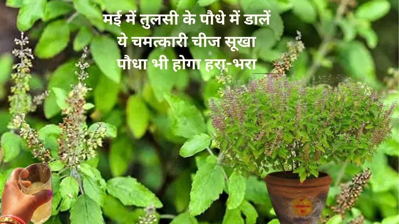 Gardening Tips: मई में तुलसी के पौधे में डालें ये चमत्कारी चीज, सूखा पौधा भी होगा हरा-भरा, जाने पौधे को खूब घना करने का राज