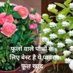 Gardening Tips: फूलों वाले पौधों के लिए बेस्ट है ये पावर फूल खाद, पौधे में डालते ही गुच्छों में भर-भर के आएंगे गुलाब मोगरा, जाने पौधे से फूल लेने का राज