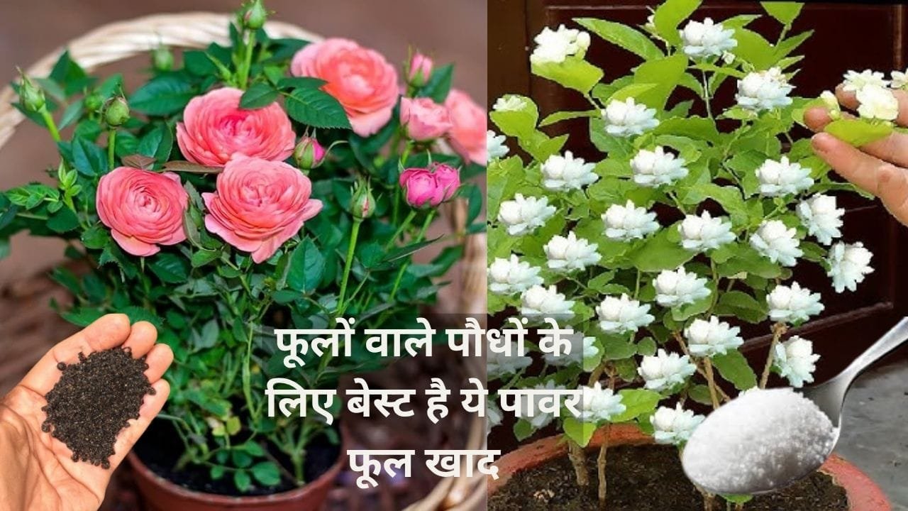 Gardening Tips: फूलों वाले पौधों के लिए बेस्ट है ये पावर फूल खाद, पौधे में डालते ही गुच्छों में भर-भर के आएंगे गुलाब मोगरा, जाने पौधे से फूल लेने का राज
