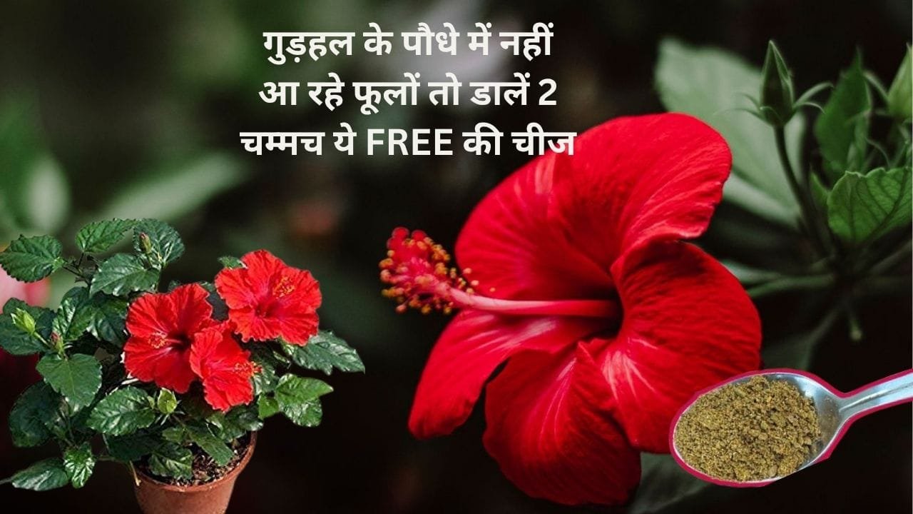 Gardening Tips: गुड़हल के पौधे में नहीं आ रहे फूलों, तो डालें 2 चम्मच ये FREE की चीज डाल-डाल पत्तियों से ज्यादा फूलों से भर जाएगी