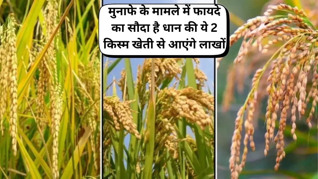 मुनाफे के मामले में फायदे का सौदा है धान की ये 2 किस्म, कम पानी में होगी तैयार खेती से आएंगे लाखों बंपर उपज से भर जाएंगे गोदाम, जाने नाम
