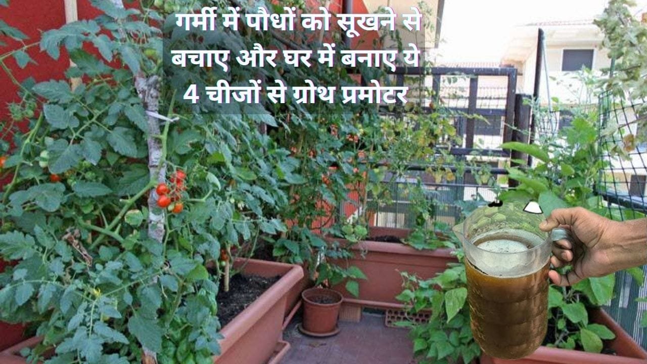 Gardening Tips: गर्मी में पौधों को सूखने से बचाए और घर में बनाए ये 4 चीजों से ग्रोथ प्रमोटर, मुरझाए पौधे होंगे हरे-भरे दोगुना तेजी से बड़े