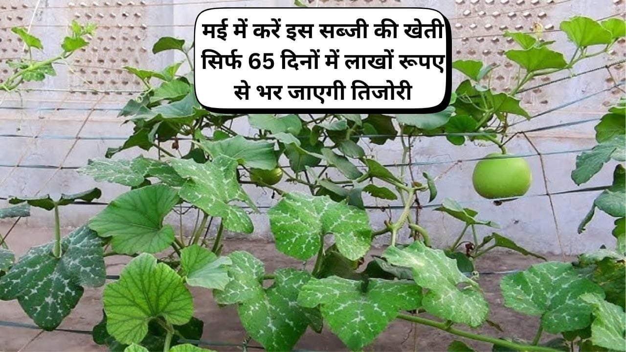 मई में करें इस सब्जी की खेती, सिर्फ 65 दिनों में लाखों रूपए से भर जाएगी तिजोरी मार्केट में बिकती है हाथों हाथ, जाने नाम