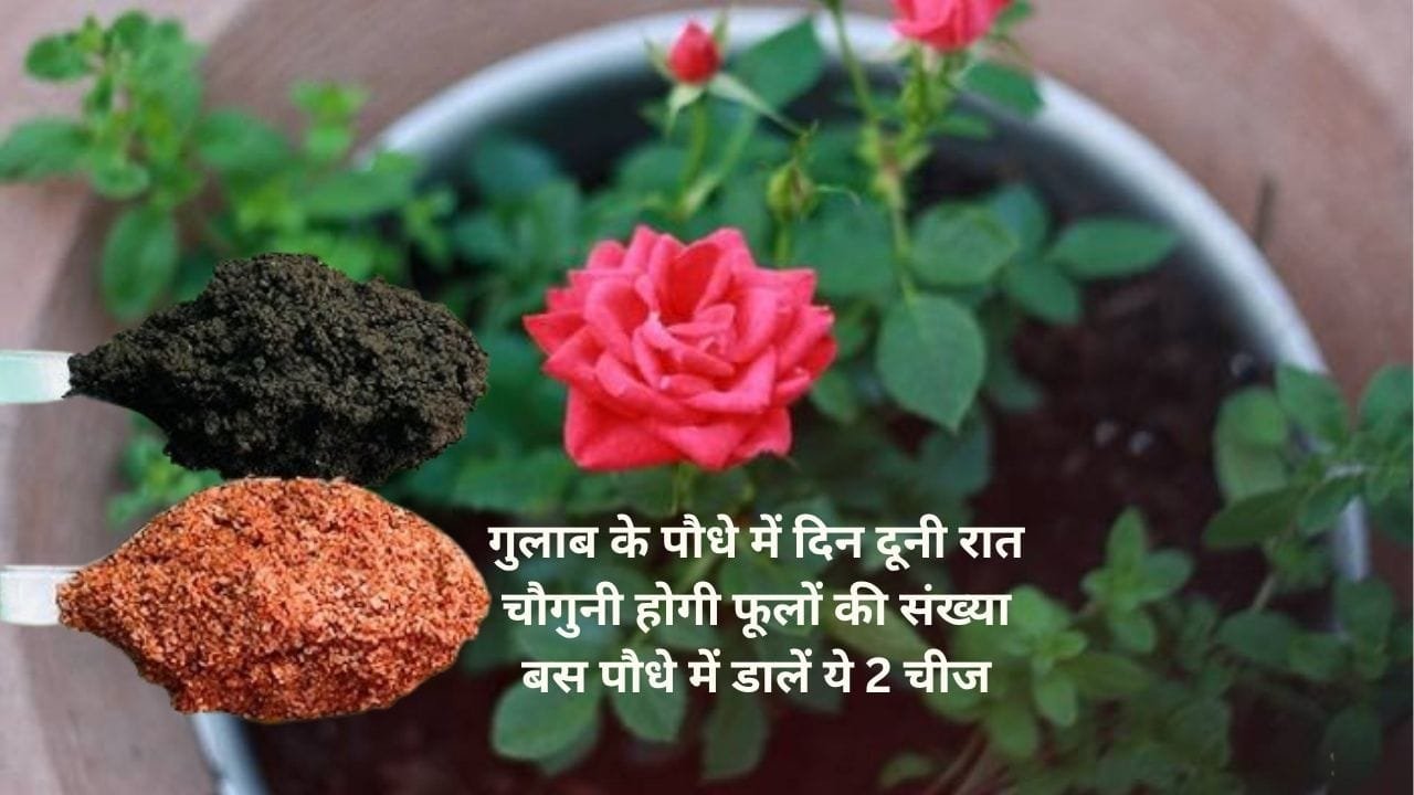 Gardening Tips: गुलाब के पौधे में लद कर दिन दूनी रात चौगुनी होगी फूलों की संख्या, बस पौधे में डालें ये 2 चीजों से बनी खाद, जाने नाम