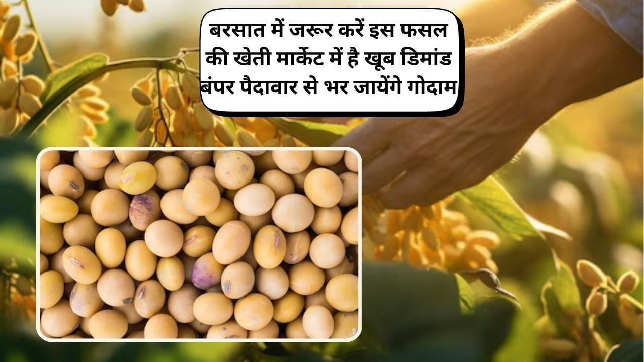 बरसात में जरूर करें इस फसल की खेती, मार्केट में है खूब डिमांड खेती से होगी लाखों की कमाई बंपर पैदावार से भर जायेंगे गोदाम, जाने नाम
