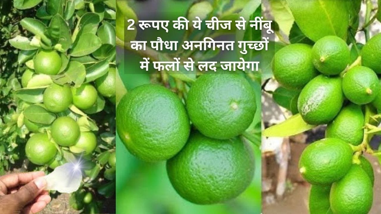 Gardening tips: 2 रूपए की ये चीज से नींबू का पौधा अनगिनत गुच्छों में फलों से लद जायेगा, बाजार से नींबू खरीदने की होगी छुट्टी, जाने नाम