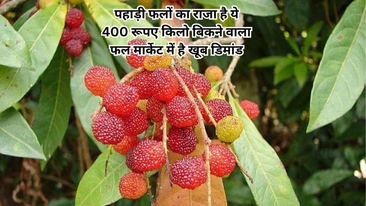 पहाड़ी फलों का राजा है ये 400 रूपए किलो बिकने वाला फल, मार्केट में है खूब डिमांड सिर्फ कुछ महीने ही बाजार में आता है नजर, जाने नाम