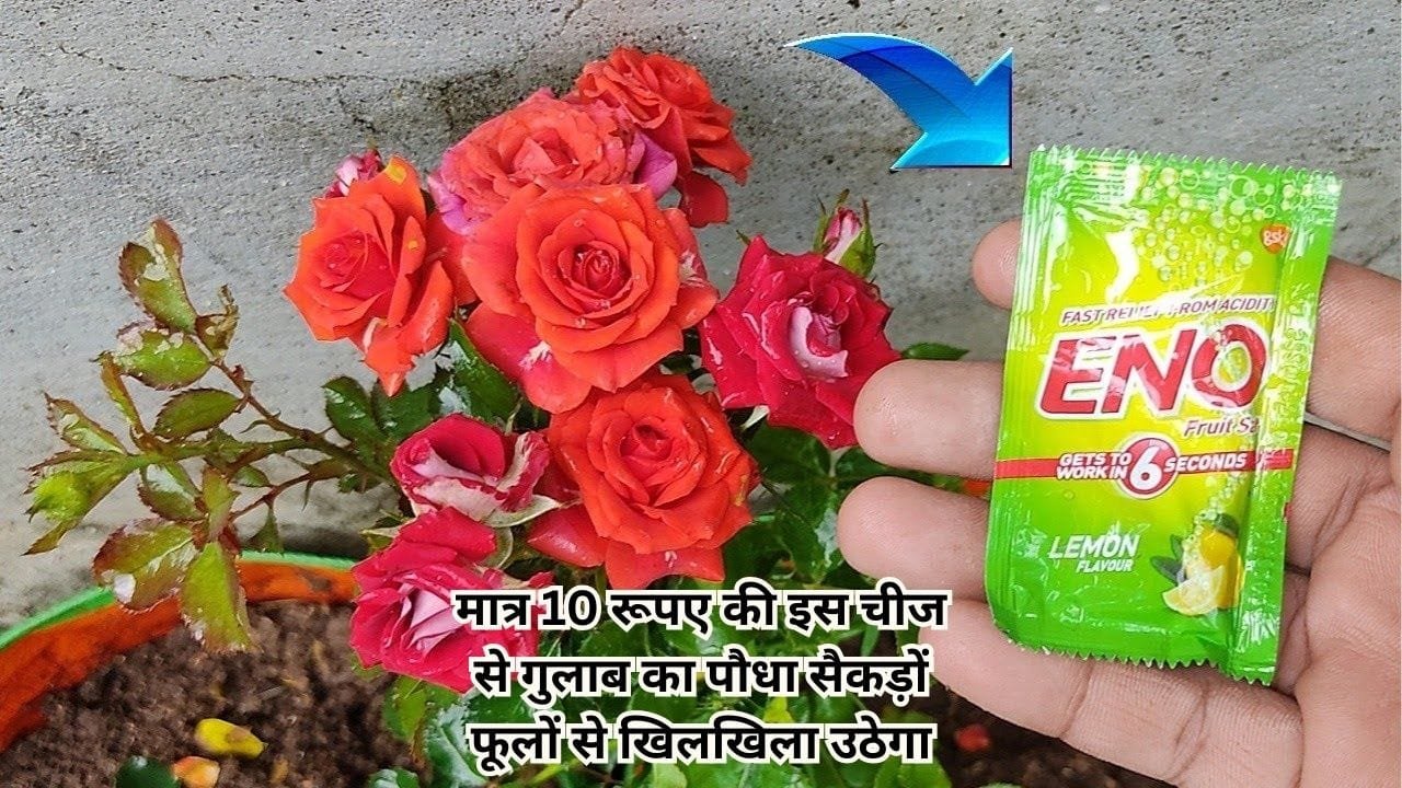 Gardening tips: मात्र 10 रूपए की इस चीज से गुलाब का पौधा सैकड़ों फूलों से खिलखिला उठेगा, बस एकबार करें इस्तेमाल और देखें जादुई कमाल