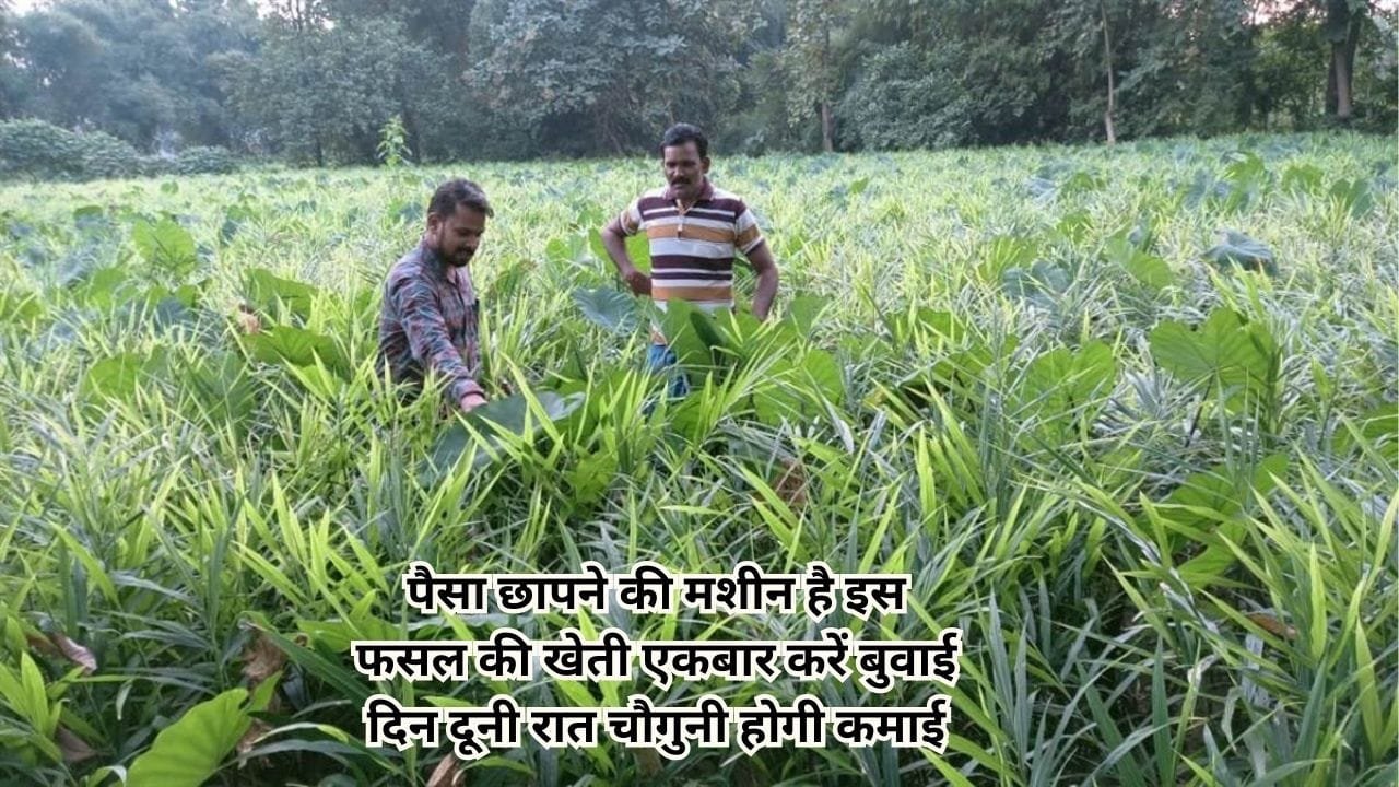 तगड़ा पैसा छापने की मशीन है इस फसल की खेती, एकबार करें बुवाई दिन दूनी रात चौगुनी होगी कमाई मार्केट में खूब मांग, जाने नाम