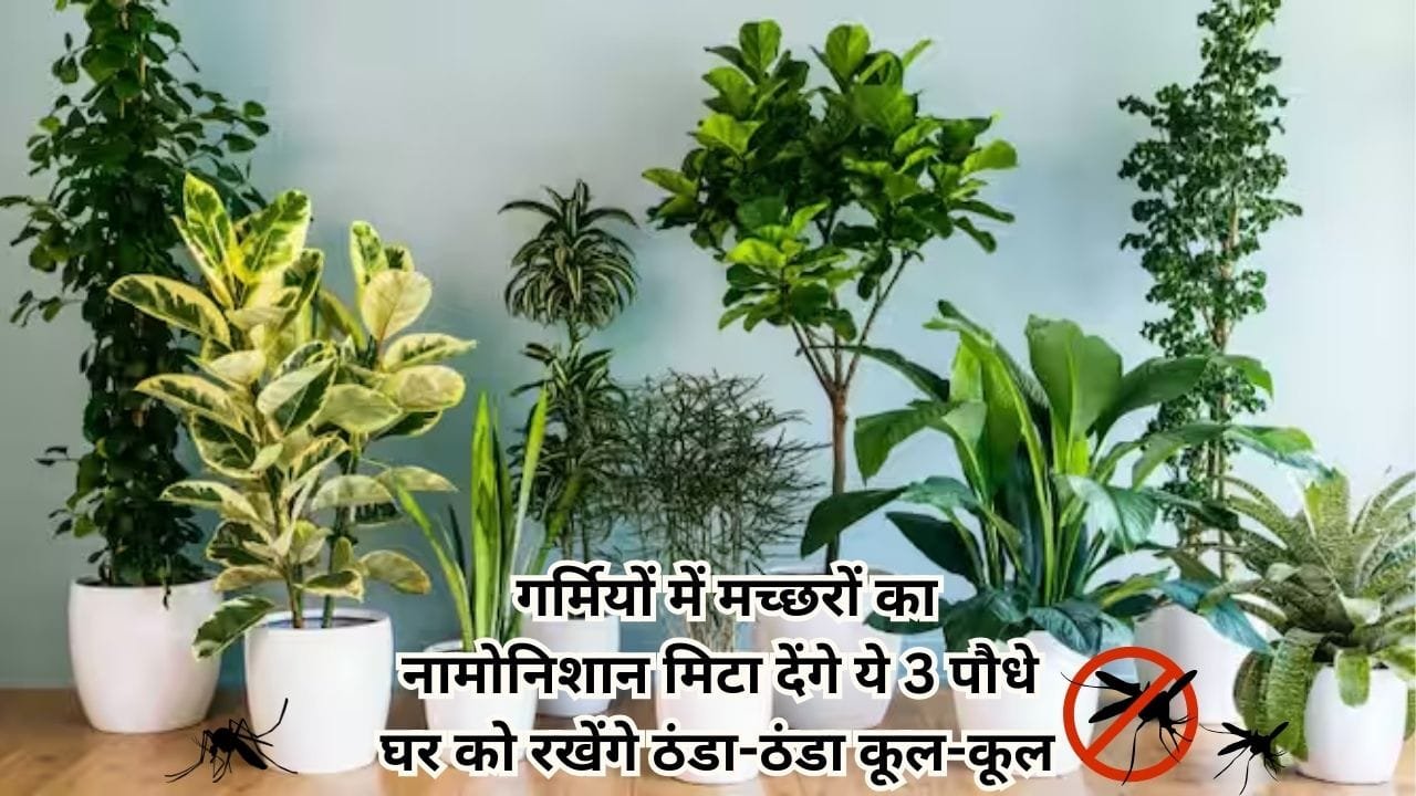 Gardening tips: गर्मियों में मच्छरों का नामोनिशान मिटा देंगे ये 3 पौधे, घर को रखेंगे ठंडा-ठंडा कूल-कूल बिजली की भी होगी बचत, जाने नाम