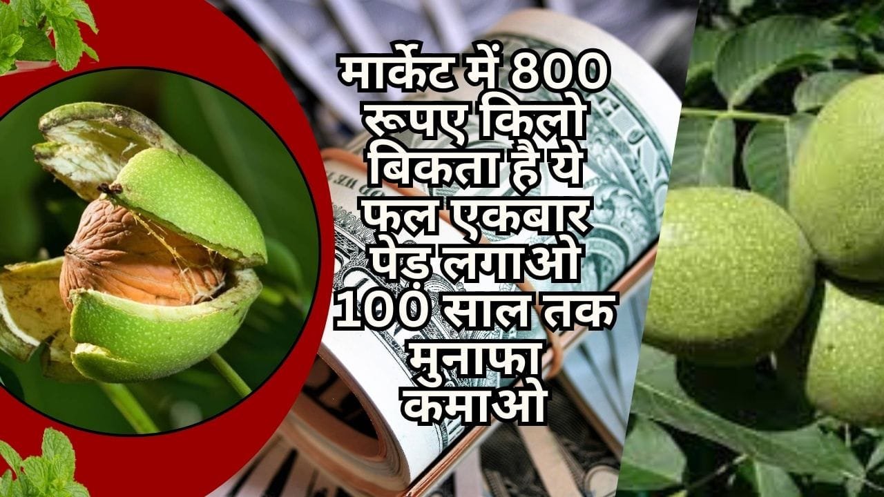 मार्केट में 800 रूपए किलो बिकता है ये फल, एकबार पेड़ लगाओ 100 साल तक मुनाफा कमाओ पेंशन की तरह घर बैठे मिलेगा पैसा, जाने नाम