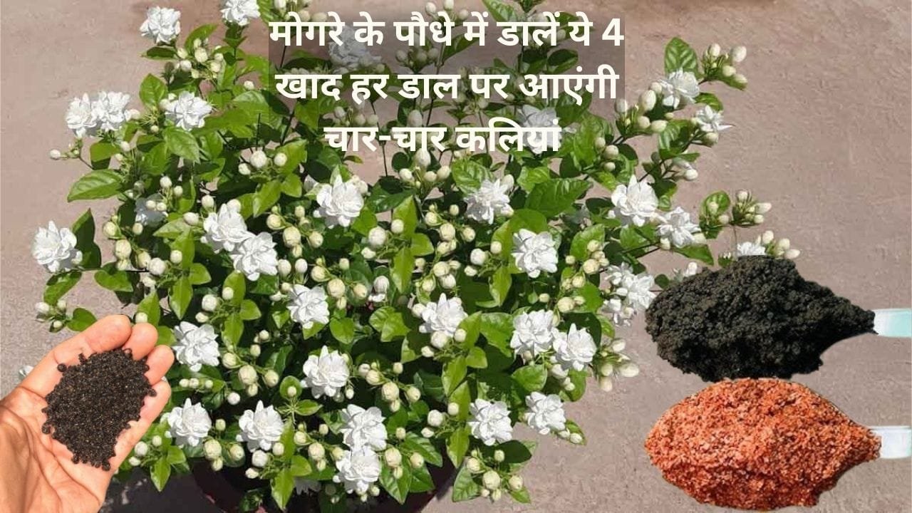 Gardening tips: मोगरे के पौधे में डालें ये 4 खाद, हर डाल पर आएंगी चार-चार कलियां फूलों से लद जाएगा पौधा, जाने नाम