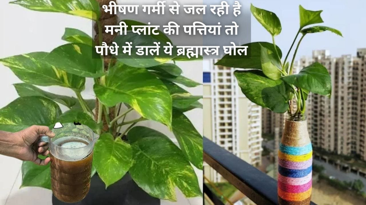 Gardening tips: भीषण गर्मी से जल रही है मनी प्लांट की पत्तियां, तो पौधे में डालें ये ब्रह्मास्त्र घोल, हरी भरी पत्तियों से घना होगा पौधा, जाने नाम