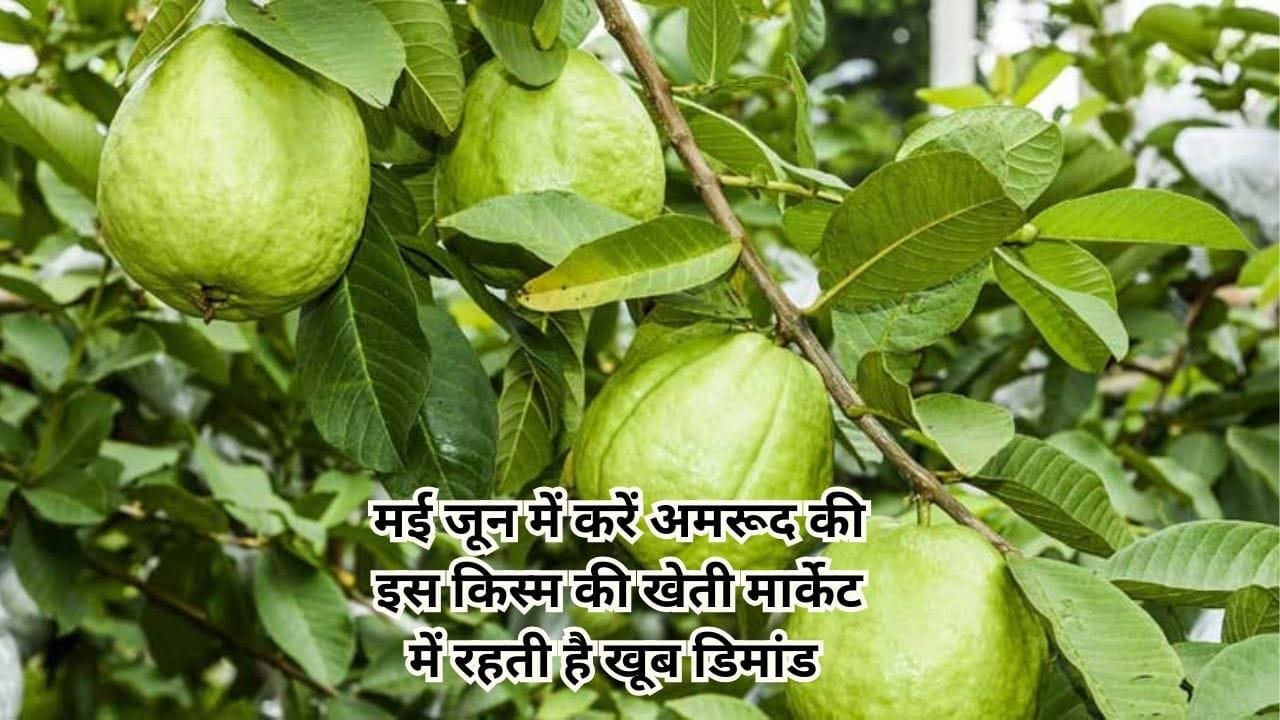 मई जून में करें अमरूद की इस किस्म की खेती, मार्केट में रहती है खूब डिमांड एक एकड़ में खेती से आएंगे लाखों, जाने नाम
