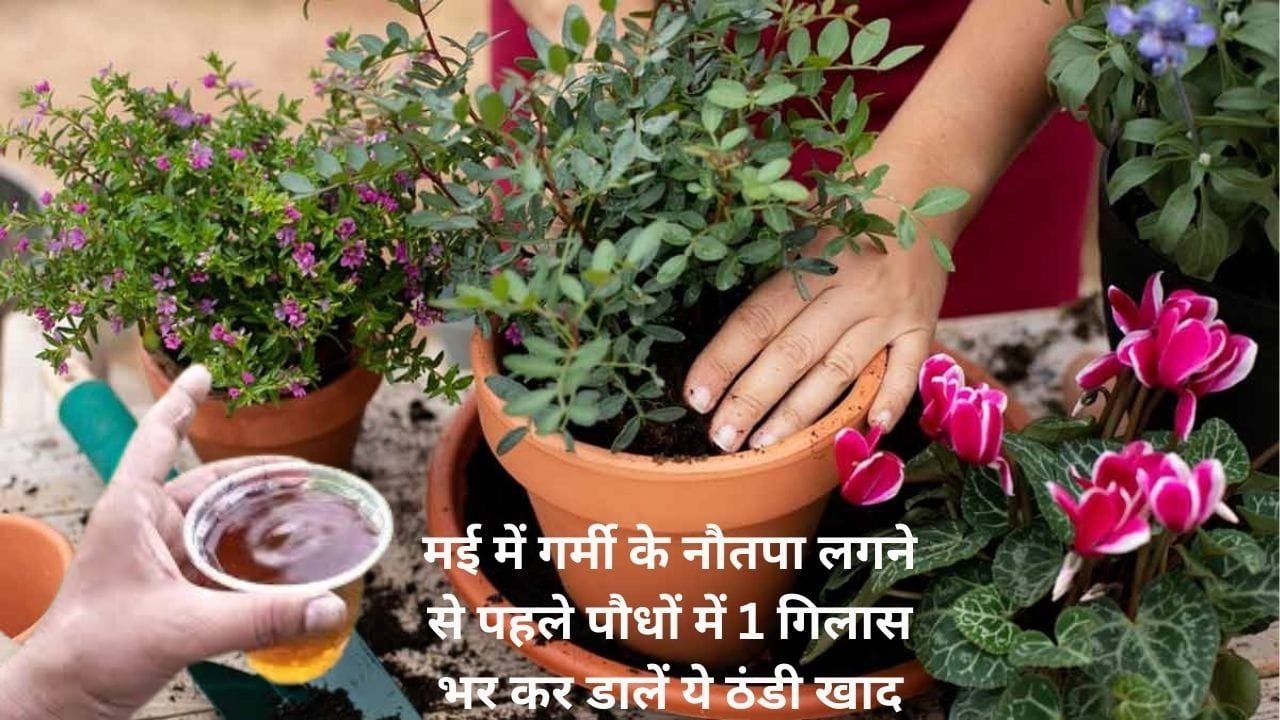 Gardening tips: मई में गर्मी के नौतपा लगने से पहले पौधों में एकबार 1 गिलास भर-भर कर डालें ये ठंडी खाद, 45 डिग्री तापमान में भी पौधे रहेगा हरे-भरे