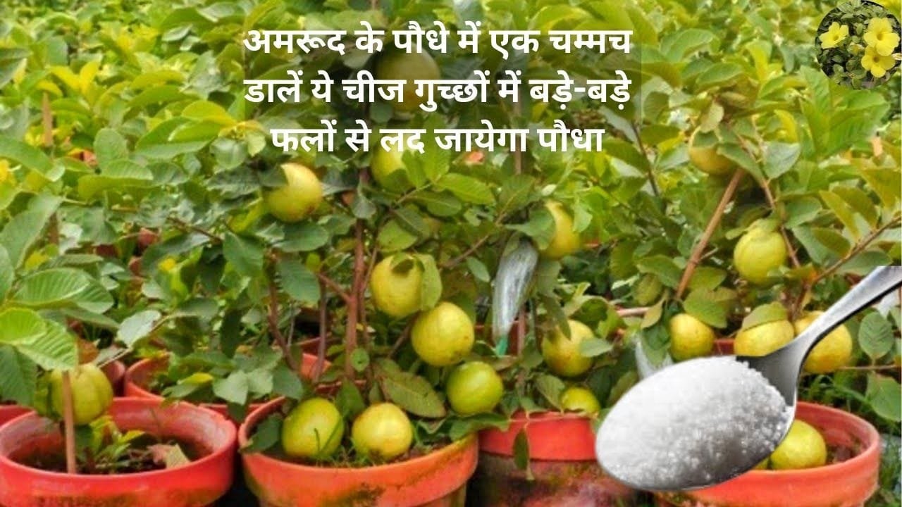 Gardening tips: अमरूद के पौधे में एक चम्मच डालें ये चीज, गुच्छों में बड़े-बड़े फलों से लद जायेगा पौधा तोड़ते-तोड़ते थक जायेंगे, जाने नाम
