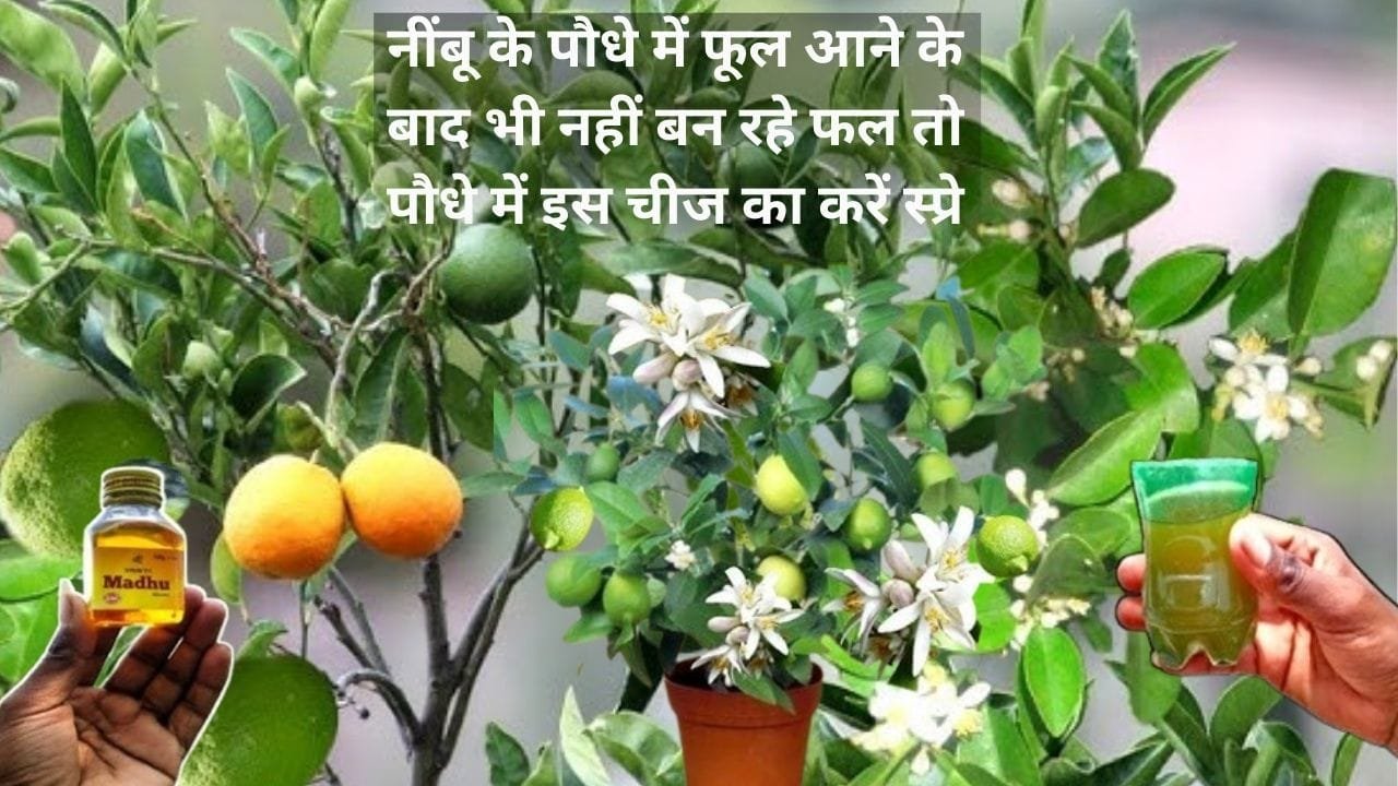 Gardening tips: नींबू के पौधे में फूल आने के बाद भी नहीं बन रहे फल, तो पौधे में 1 चम्मच इस चीज का करें स्प्रे, अनगिनत फलों से लद जायेगा पौधा