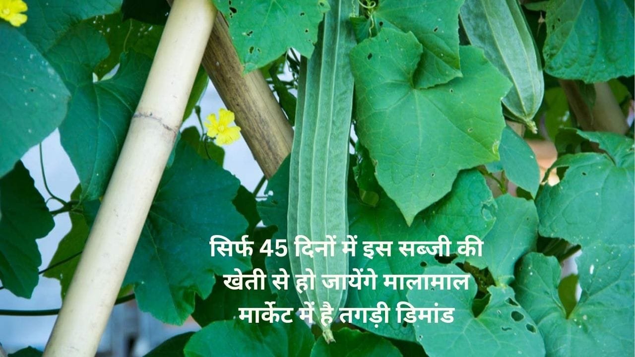 सिर्फ 45 दिनों में इस सब्जी की खेती से हो जायेंगे मालामाल, मार्केट में है तगड़ी डिमांड खेती से आएंगे लाखों, जाने नाम