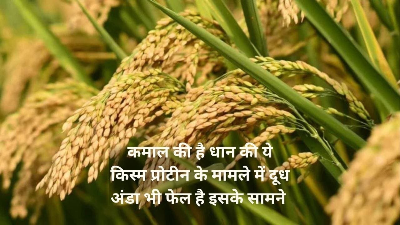 कमाल की है धान की ये किस्म, प्रोटीन के मामले में दूध अंडा भी फेल है इसके सामने मार्केट में है खूब डिमांड, जाने नाम