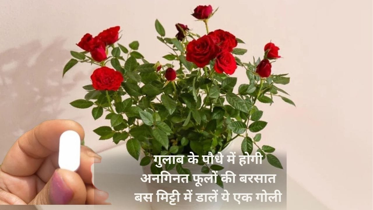 Gardening tips: गुलाब के पौधे में होगी अनगिनत फूलों की बरसात, बस मिट्टी में डालें ये एक गोली और देखें जादू, जाने नाम