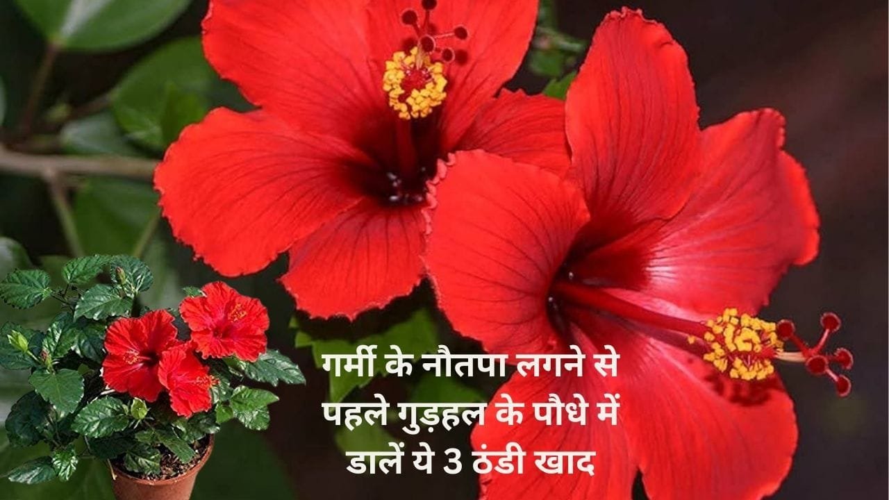Gardening tips: गर्मी के नौतपा लगने से पहले गुड़हल के पौधे में डालें ये 3 ठंडी खाद, पूरी गर्मी फूलों से लहराता रहेगा पौधा, जाने नाम