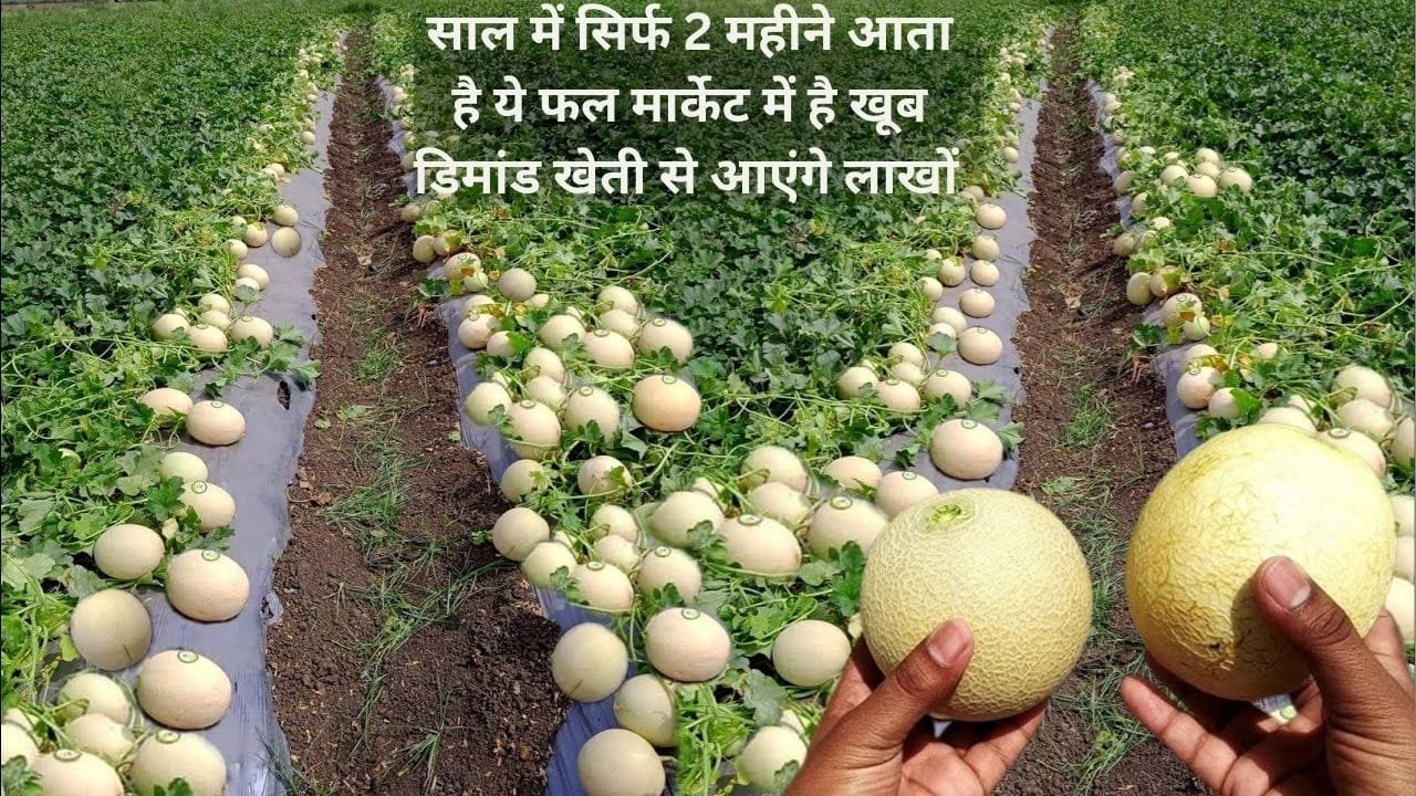 पूरे साल में सिर्फ 2 महीने आता है ये फल, मार्केट में है खूब डिमांड खेती से आएंगे लाखों रूपए बन जायेंग धन्ना सेठ, जाने नाम