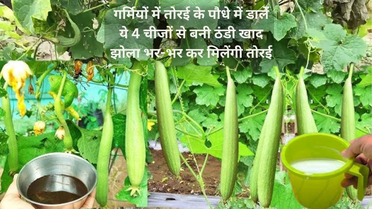 Gardening Tips: गर्मियों में तोरई के पौधे में डालें ये 4 चीजों से बनी ठंडी खाद, झोला भर-भर कर मिलेंगी तोरई अनगिनत फलों से लद जाएगी बेल, जाने नाम