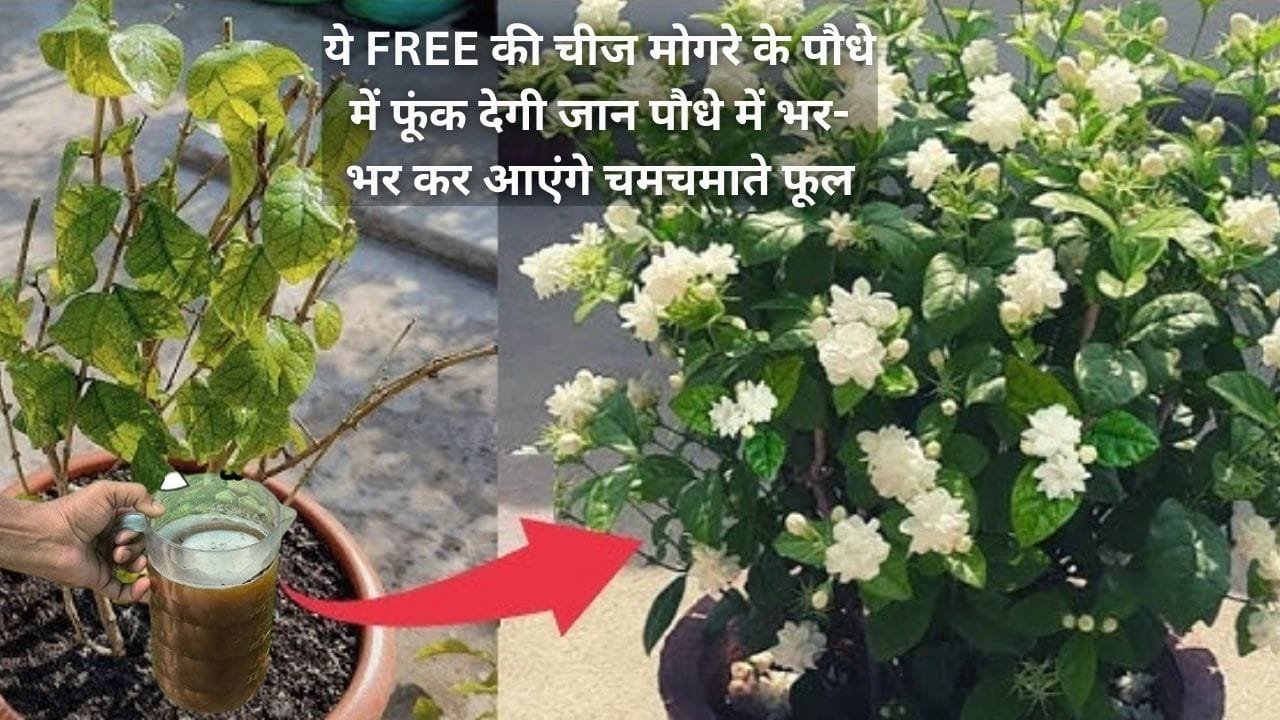 Gardening tips: ये FREE की चीज मोगरे के पौधे में फूंक देगी जान, 1 कप घोल मिट्टी में डालते ही भर-भर कर आएंगे चमचमाते फूल, जाने नाम