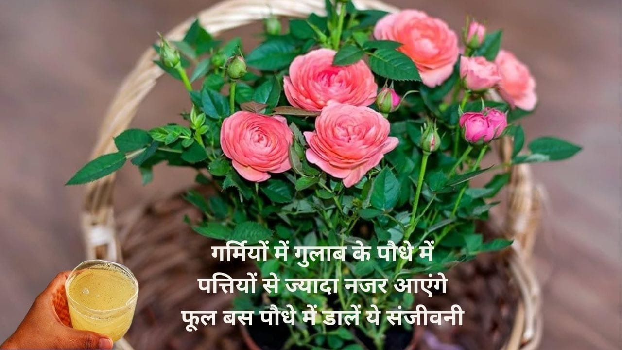 Gardening tips: गर्मियों में गुलाब के पौधे में पत्तियों से ज्यादा नजर आएंगे फूल, बस पौधे में डालें ये संजीवनी, जाने नाम