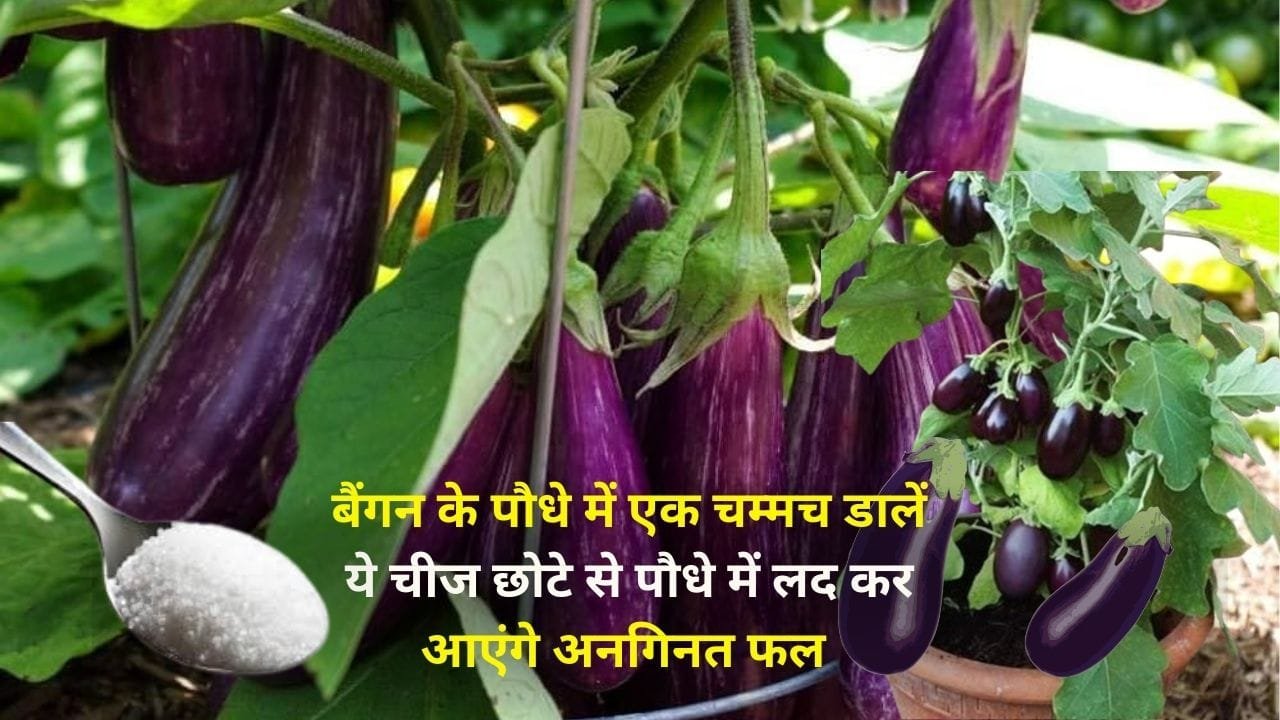 Gardening tips: बैंगन के पौधे में एक चम्मच डालें ये चीज, कीट रोग का आतंक होगा खत्म छोटे से पौधे में लद कर आएंगे अनगिनत फल