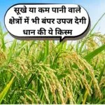 सूखे या कम पानी वाले क्षेत्रों में भी बंपर उपज देगी धान की ये किस्म, मई जून में करें बुवाई 110 दिनों में होगी मोटी कमाई, जाने नाम