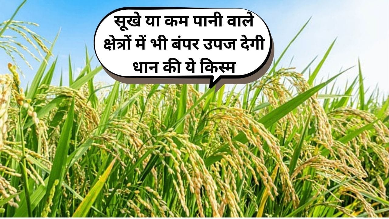 सूखे या कम पानी वाले क्षेत्रों में भी बंपर उपज देगी धान की ये किस्म, मई जून में करें बुवाई 110 दिनों में होगी मोटी कमाई, जाने नाम