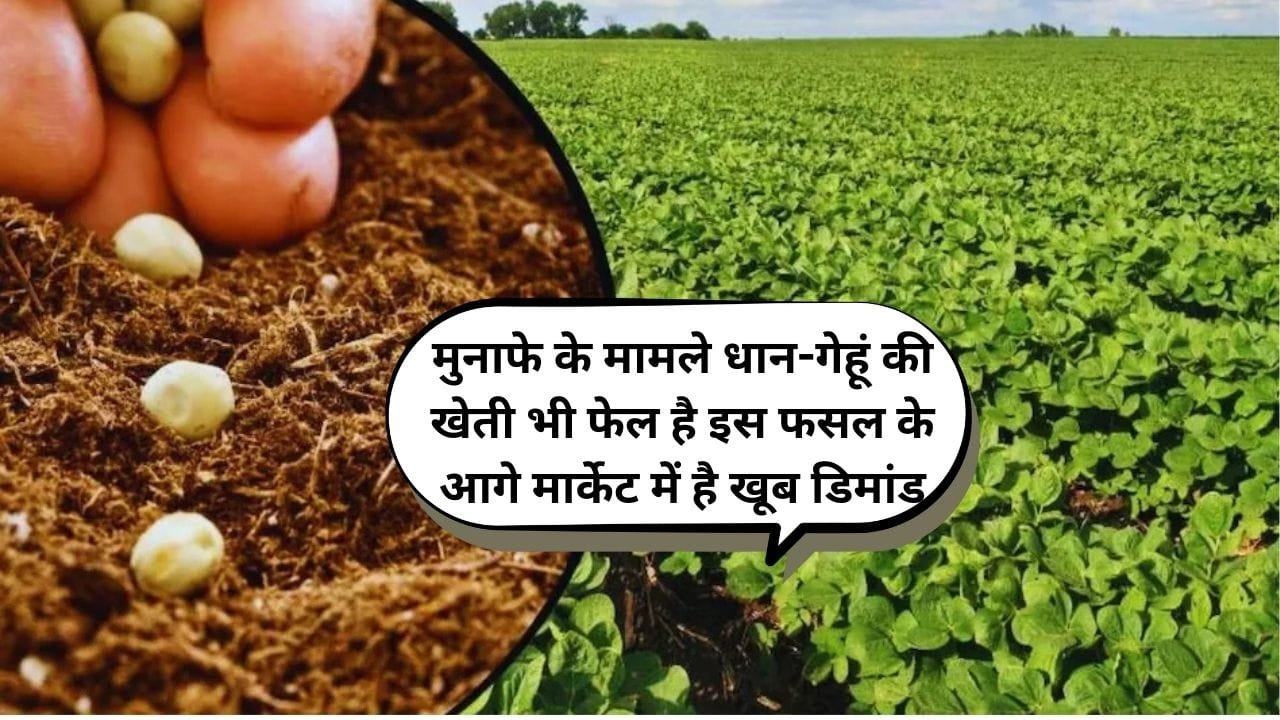 मुनाफे के मामले धान-गेहूं की खेती भी फेल है इस फसल के आगे, मार्केट में है बेहिसाब डिमांड खेती से मालामाल हो जायेंगे किसान, जाने नाम