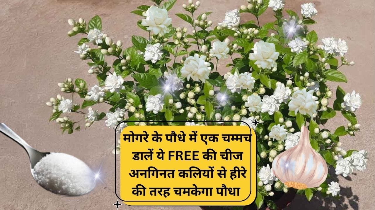 Gardening tips: मोगरे के पौधे में एक चम्मच डालें ये FREE की चीज, फूलों का साइज होगा बढ़ा अनगिनत कलियों से हीरे की तरह चमकेगा पौधा