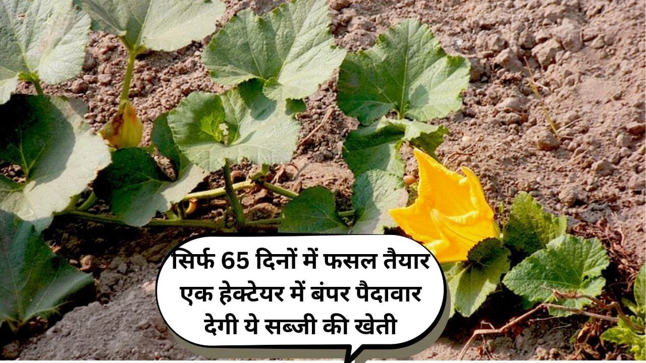सिर्फ 65 दिनों में फसल तैयार एक हेक्टेयर में बंपर पैदावार देगी ये सब्जी की खेती, मार्केट में है खूब डिमांड खेती से आएंगे लाखों, जाने नाम