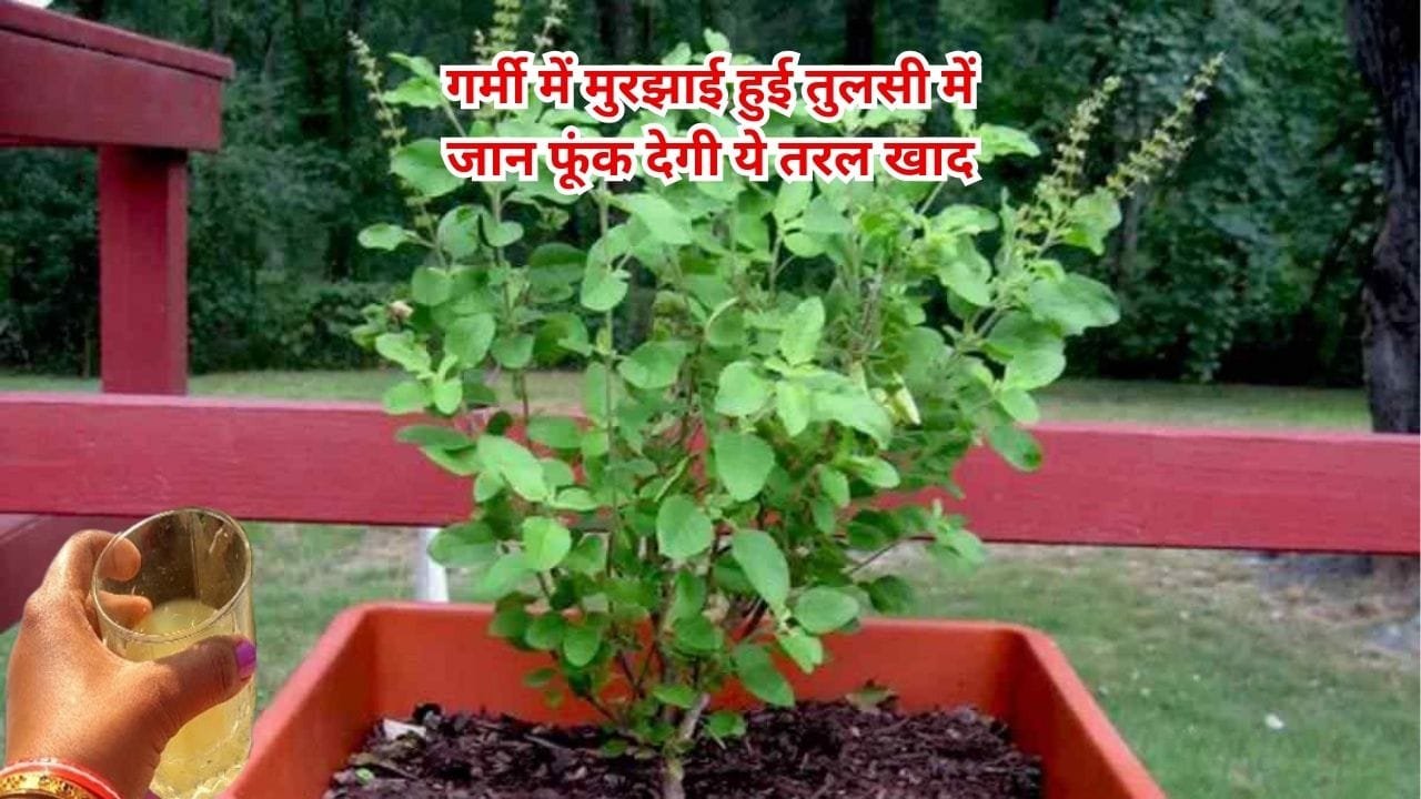 Gardening tips: गर्मी में मुरझाई हुई तुलसी में जान फूंक देगी ये तरल खाद, एकबार करें इस्तेमाल महीने भर तक देखें कमाल हरा भरा रहेगा पौधा