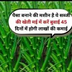 पैसा बनाने की मशीन है ये सब्जी की खेती, मई में करें बुवाई 45 से 50 दिनों के अंदर होगी लाखों की कमाई, जाने नाम