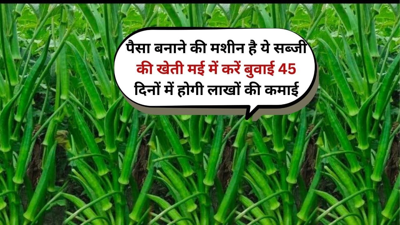 पैसा बनाने की मशीन है ये सब्जी की खेती, मई में करें बुवाई 45 से 50 दिनों के अंदर होगी लाखों की कमाई, जाने नाम
