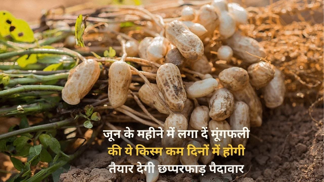 जून के महीने में लगा दें मूंगफली की ये किस्म, कम दिनों में होगी तैयार देगी छप्परफाड़ पैदावार खेती से बना देगी मालामाल, जाने नाम