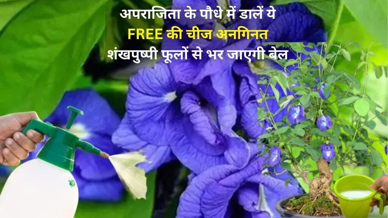 Gardening tips: मई में अपराजिता के पौधे की ऐसे करें देखरेख, पौधे में डालें ये FREE की चीज अनगिनत शंखपुष्पी फूलों से भर जाएगी बेल