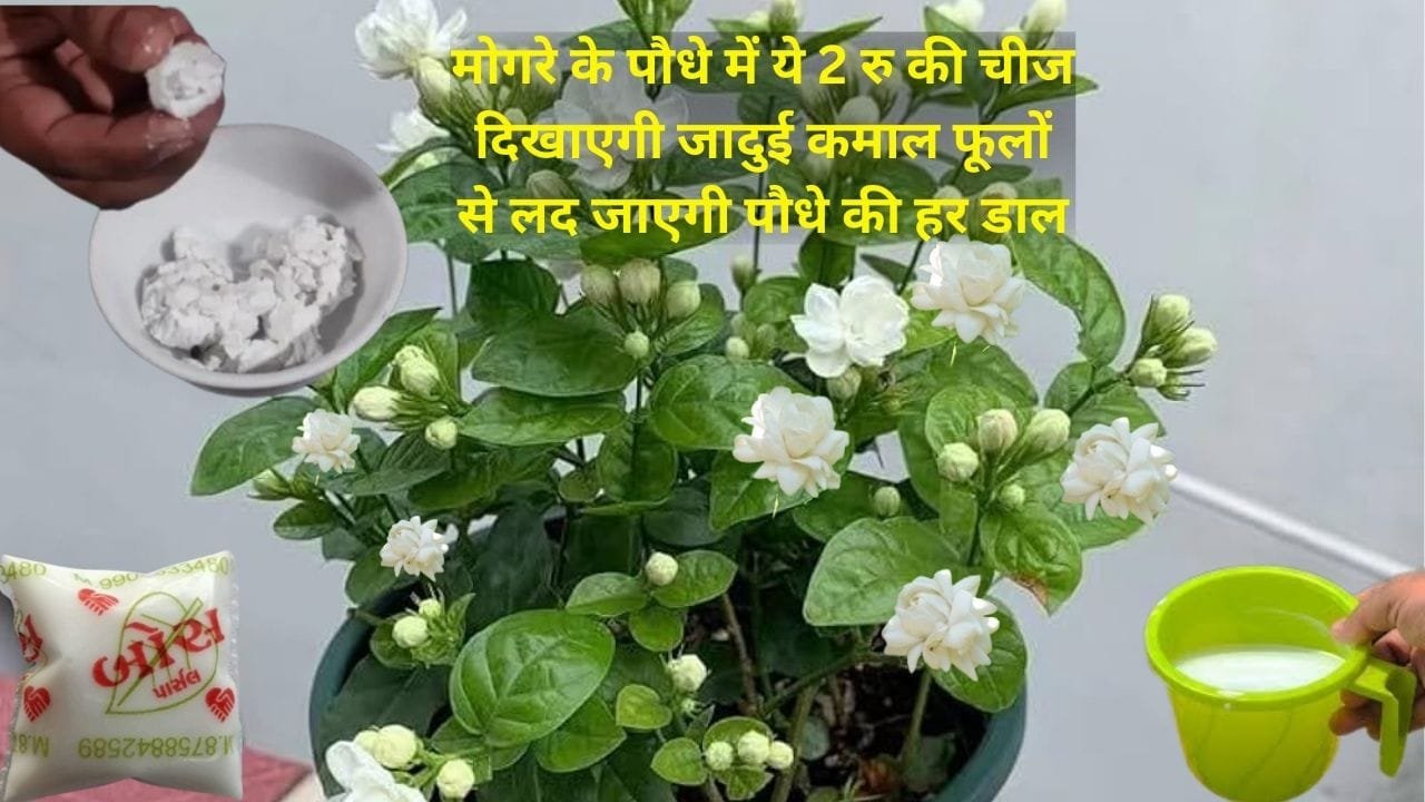 Gardening tips: मोगरे के पौधे में ये 2 रूपए की चीज दिखाएगी जादुई कमाल, जड़ के पास डालें फूलों से लद जाएगी पौधे की हर डाल, जाने नाम