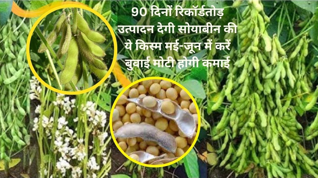 सिर्फ 90 दिनों रिकॉर्डतोड़ उत्पादन देगी सोयाबीन की ये किस्म, मई-जून में करें बुवाई मोटी तगड़ी होगी कमाई, जाने बरसात में बुवाई का तरीका
