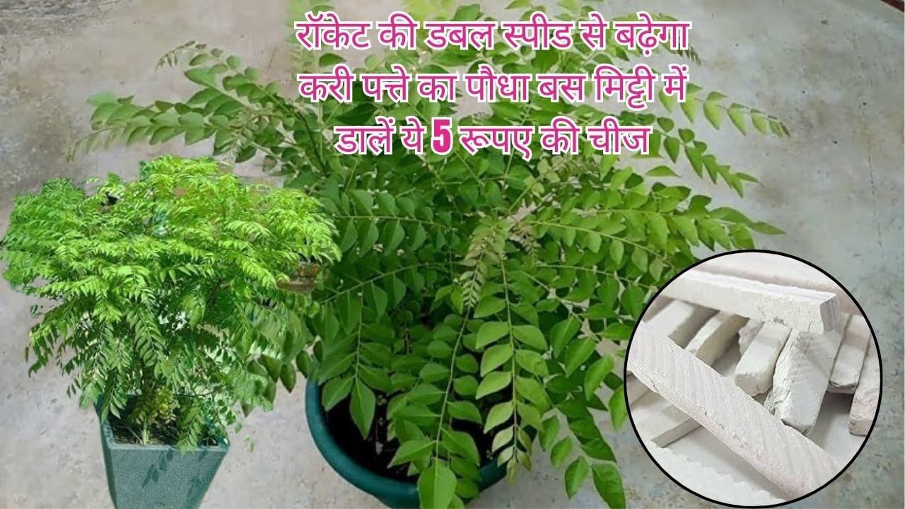 Gardening tips: रॉकेट की डबल स्पीड से बढ़ेगा करी पत्ते का पौधा, बस मिट्टी में डालें ये 5 रूपए की चीज खूब घना होगा पौधा, जाने नाम