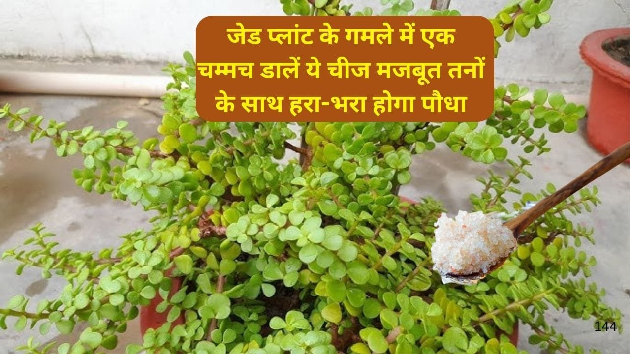 Gardening tips: जेड प्लांट के गमले में एक चम्मच डालें ये चमत्कारी चीज, मजबूत तनों के साथ हरा-भरा होगा पौधा, जाने नाम